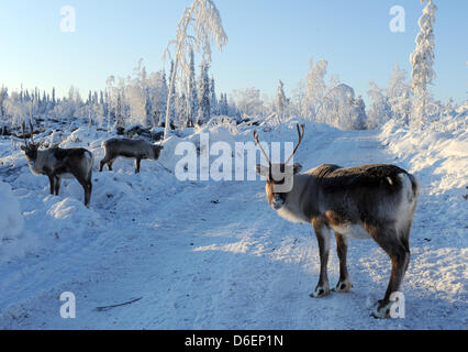 Rentiere steht in Lappland in Pajala, Schweden, 4. Februar 2012. Die teilweise domestizierte Tiere in Freiheit leben und sind durch das Volk der Samen nur für diese Marke oder zur Schlachtung getrieben. Foto: Britta Pedersen Stockfoto