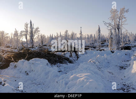 Rentiere steht in Lappland in Pajala, Schweden, 4. Februar 2012. Die teilweise domestizierte Tiere in Freiheit leben und sind durch das Volk der Samen nur für diese Marke oder zur Schlachtung getrieben. Foto: Britta Pedersen Stockfoto