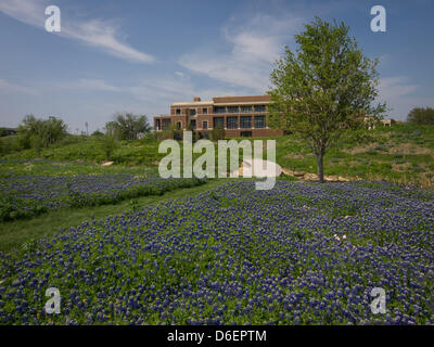 The George W Bush Presidential Library and Museum auf dem Campus der SMU ein Feld von einheimischen Texas Wildblumen blühen. Vor allem die Texas Bluebonnet, Zustandblume von Texas. Stockfoto