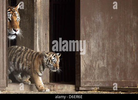 Ein Tigerbaby und seine Mutter nur zu Fuß ihre äußere Verbindung zum ersten Mal im Kölner Zoo in Köln, Deutschland, 9. Februar 2012. Die sibirischen Tiger Cubs, Jegor, Mila und Finja, wurden am 6. November 2011 geboren.  Foto: ROLF VENNENBERND Stockfoto