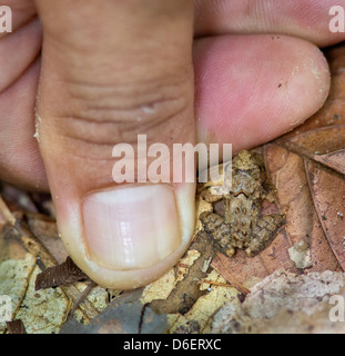 Eine kleine Erwachsene Frosch unter Laubstreu des Regenwaldes mit Vorschaubild zum Vergleich Danum Valley Borneo Stockfoto