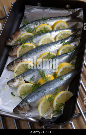 Sardinen in Backform mit Kräutern, Zitrone und Olivenöl Stockfoto