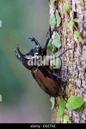 Malaysische drei gehörnten Nashornkäfer Chalcosoma Mollenkampi festhalten an einem Wald Baumstamm Danum Valley Borneo Stockfoto