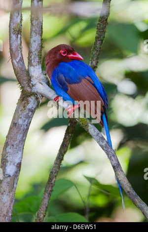 Sri Lanka blaue Elster Urocissa ornata Stockfoto