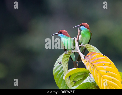 Paar paar blauer Throated Biene-Esser Merops Viridis scan ihrer Umgebung für fliegende Insekten im Danum Valley Sabah Borneo Stockfoto