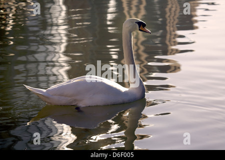 Höckerschwan (Cygnus Olor), Hintergrundbeleuchtung, Low-Key, Oxford Canal, Oxford, Oxfordshire, Oxon, England, UK, GB Stockfoto