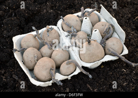 Ein Tablett mit Pflanzkartoffeln Kartoffeln / Kartoffeln bereit für die Bepflanzung im Gemüsebeet. Stockfoto