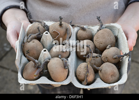 Ein Tablett mit Pflanzkartoffeln Kartoffeln / Kartoffeln bereit für die Bepflanzung im Gemüsebeet. Stockfoto