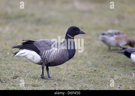 Ringelgans Branta Bernicla, einziger Vogel auf dem Rasen, Lincolnshire, März 2013 Stockfoto