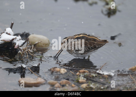 Jack Snipe, Lymnocryptes ZIP, einziger Vogel im Wasser, Warwickshire, März 2013 Stockfoto