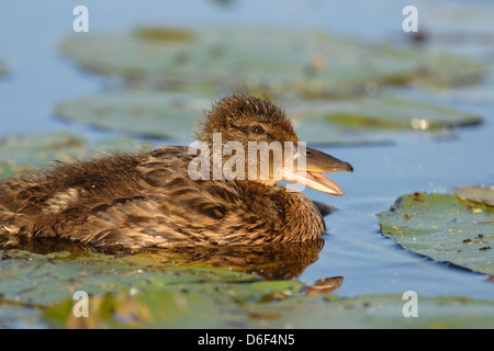 Junge Stockenten (Anas Platyrhynchos) Entlein. Europa Stockfoto