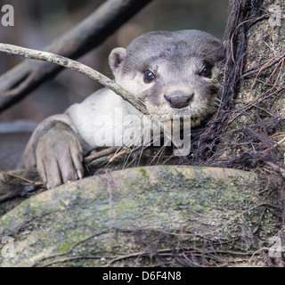 Asiatische Small - Kratzte otter Amblonyx cinerea auf dem kinabatangan Fluss in Sabah Borneo seinen Kopf auf Baumwurzeln ruhen Stockfoto