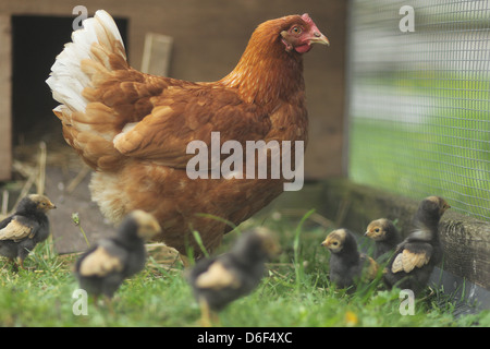 Handewitt, Deutschland, eine Glucke mit ihren Küken Stockfoto