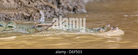 Siamesische Krokodil Crocodylus Siamensis am Kinabatangan Fluss auf Borneo vor dem Eintauchen in Wasser von anzeigen Stockfoto