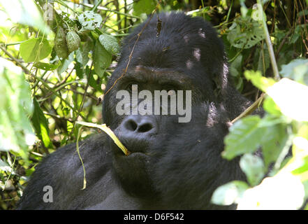 In diesem Jahr übernimmt die deutsche Entwicklungsbank (KfW) die Finanzierung des Kahuzi-Biega-Nationalpark an der Grenze zwischen der Demokratischen Republik Kongo nach Ruanda. In diesem Park auf der kongolesischen Seite sind derzeit neun Mountain Gorillagruppen vorhanden, derzeit insgesamt 139 Tiere. Diese Gruppen leben rund 600.000 Hektar Waldfläche - macht nur 1/10 des Gesamt-Nationalparks, der derzeit gesteuert wird. Vor dem letzten Ausbruch des Krieges zu Ruanda gab es etwa 10.000 lebenden Berggorillas. Viele von ihnen wurden in den Jahren von Menschen getötet Stockfoto