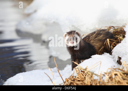 Wilde Europäische Iltis (Mustela Putorius) am Rand des Flusses. Europa Stockfoto