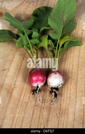Frisch gepflückt rote Radieschen auf ein Schneidbrett aus Holz. Stockfoto