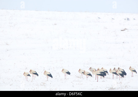 Herde von Weißstörche (Ciconia Ciconia) kamen aus Afrika nach Estland Brutstätten. Felder sind noch mit Schnee bedeckt. Stockfoto