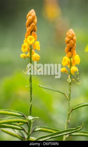 Gelbe und orange Blüten in einem clearing am Kinabatangan Fluss in Sabah Borneo rainforest Stockfoto