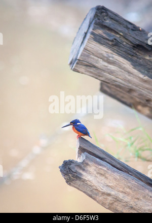 Blauer Eared Kingfisher Alcedo Jayakarta an gesägten Stämmen der Bäume über den Kinabatangan Fluss in Sabah Borneo Stockfoto