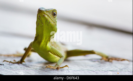 Grüner Baum Eidechse Bronchocoela Cristatella auf einem Holzfußboden Kinabatangan Fluss Sabah Malaysia Borneo Stockfoto