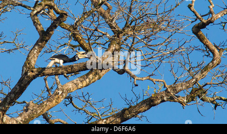 Oriental Pied Hornbill Anthracoceros Albirostris hoch in einem Baum auf dem Kinabatangan Fluss in Sabah Borneo Stockfoto