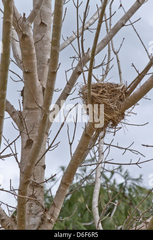 Ein Vogelnest sitzt in einem Baum im Frühjahr Stockfoto