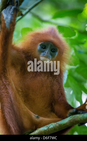 Red Leaf Monkey oder Languren Presbytis Rubicunda in einem Regen-Wald in der Nähe der Gomantong Höhlen in Sabah Borneo Stockfoto