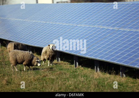 Horstedt, Deutschland, Solarpark mit Schafen Stockfoto