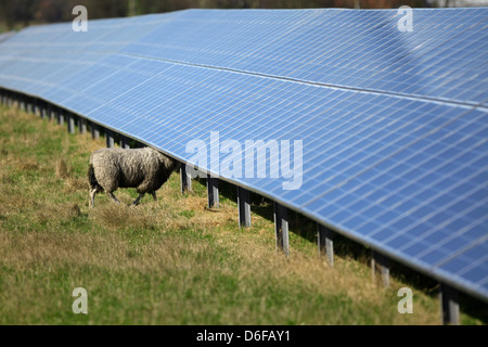 Horstedt, Deutschland, Solarpark mit Schafen Stockfoto