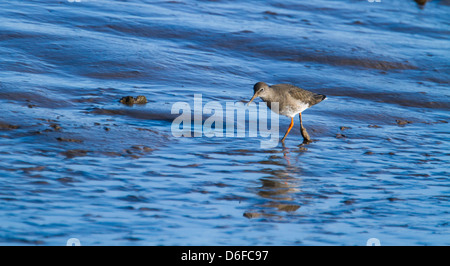 Red Schaft (Tringa Totanus) im Schlamm Norfolk UK Stockfoto