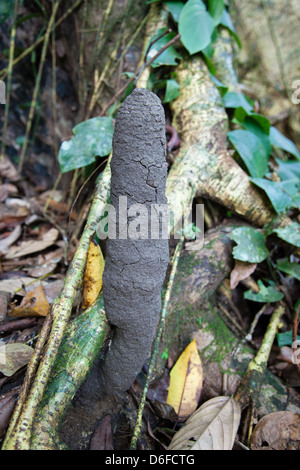 Termite Nest aus Baumwurzeln im Regenwald Stock in der Danum Valley Sabah Borneo Stockfoto
