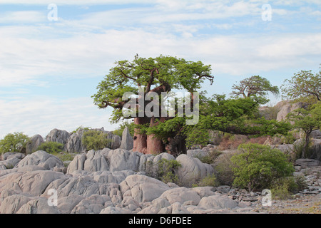 Baobab-Bäume auf Kubu Island, Sua Salzpfanne, Botswana Stockfoto