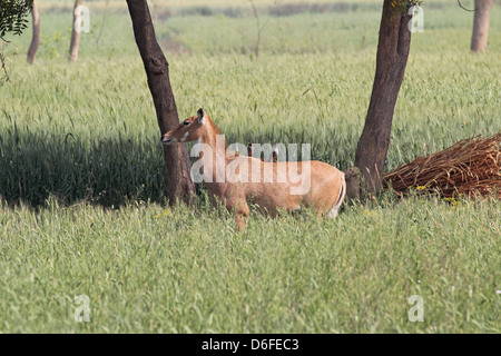 Wilde jackale in einem Maisfeld in der Nähe von Agra, Uttar Pradesh, Indien Stockfoto