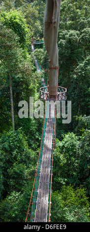 Überdachunggehweg in der Borneo Rainforest Lodge in der Danum Valley Sabah Borneo kann Besucher in den Baumkronen Dipterocarp aufstehen Stockfoto