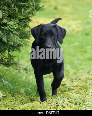 Sechs Monate alten schwarzen Labrador Retriever Welpen läuft auf Kamera Stockfoto
