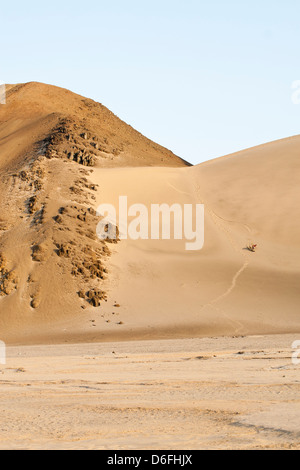 Mann Sandboarding auf einer großen Düne in der Wüste im Norden Perus. Casma, Abteilung von Ancash, Peru. Stockfoto