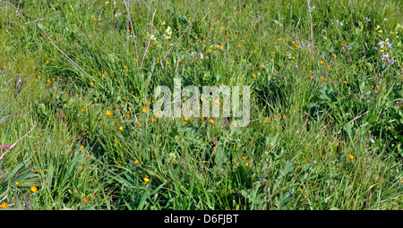 Wilde Blumen auf Twin Peaks, San Francisco, Kalifornien, USA Stockfoto