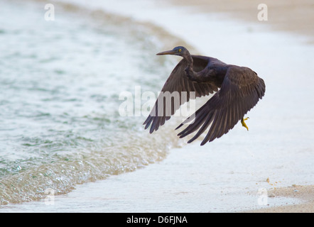 Pacific Riff Egret Egreta Sacra (dunkle Morphen) abheben vom Strand auf Selingan Island Marine Park Borneo Stockfoto