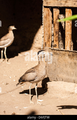 Gefangen Huerequeque (Burhinus Superciliaris), ein typischer Vogel aus Peru, in einem Haus Hinterhof. Stockfoto