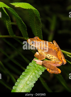 Harlekin Laubfrosch Rhacophorus Pardalis auf einem Farn Blatt im Danum Valley Regenwald Borneo in der Nacht Stockfoto