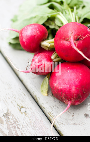 Reihe von Radieschen aus dem Garten mit Schmutz noch auf sie gezogen Stockfoto