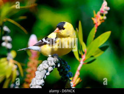 Männlicher amerikanischer Goldfinch, der auf der Samenkapsel thront, leuchtendes gelbes Gefieder und schwarze Kappe, die im hellen Sonnenlicht leuchtet. Ein lebendiger singvogel. Spinus tristis Stockfoto