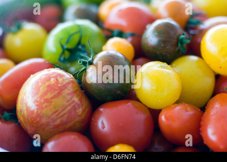 Tomaten Sorten gemischt Stockfoto