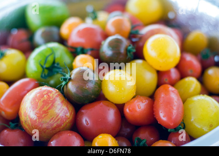 Tomaten Sorten gemischt / gelb, grün, gestreift Stockfoto