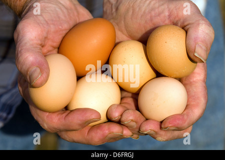 Bauer hält frische Bioeier von organisch-feed Straße Insel rot Huhn Hühner Freilandhaltung gelegt. Stockfoto