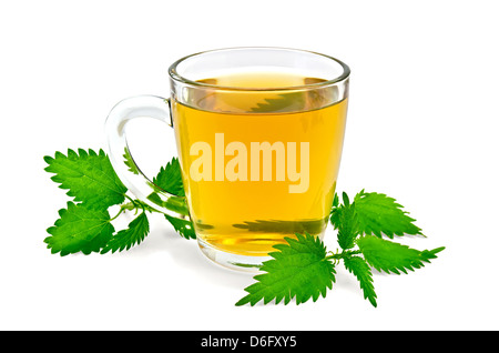 Kräutertee in einen Glaskrug, drei Zweig Brennnessel isoliert auf weißem Hintergrund Stockfoto