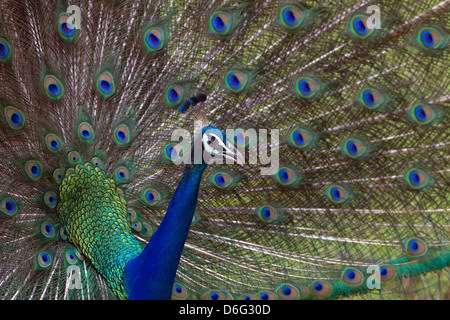 Indischen Pfauen Pavo Cristatus männlich anzeigen Stockfoto