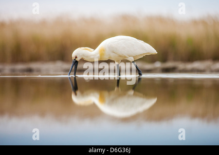 Euarasion Löffler (Platalea Leucorodia) Fütterung im seichten Wasser Stockfoto