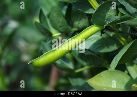 Dicke Bohnen wachsen auf einer Zuteilung Stockfoto